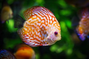 Photo of a Discus fish 
