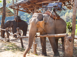 Never Ride an Elephant - two elephants chained up each with a howdah on their back