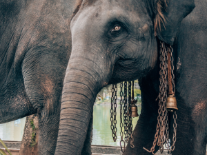 Never Ride an Elephant - close up of two elephants chained up