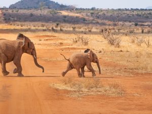 Never Ride an Elephant - image by Patrick from Pixabay - parent and baby elephant running across a plain in Africa