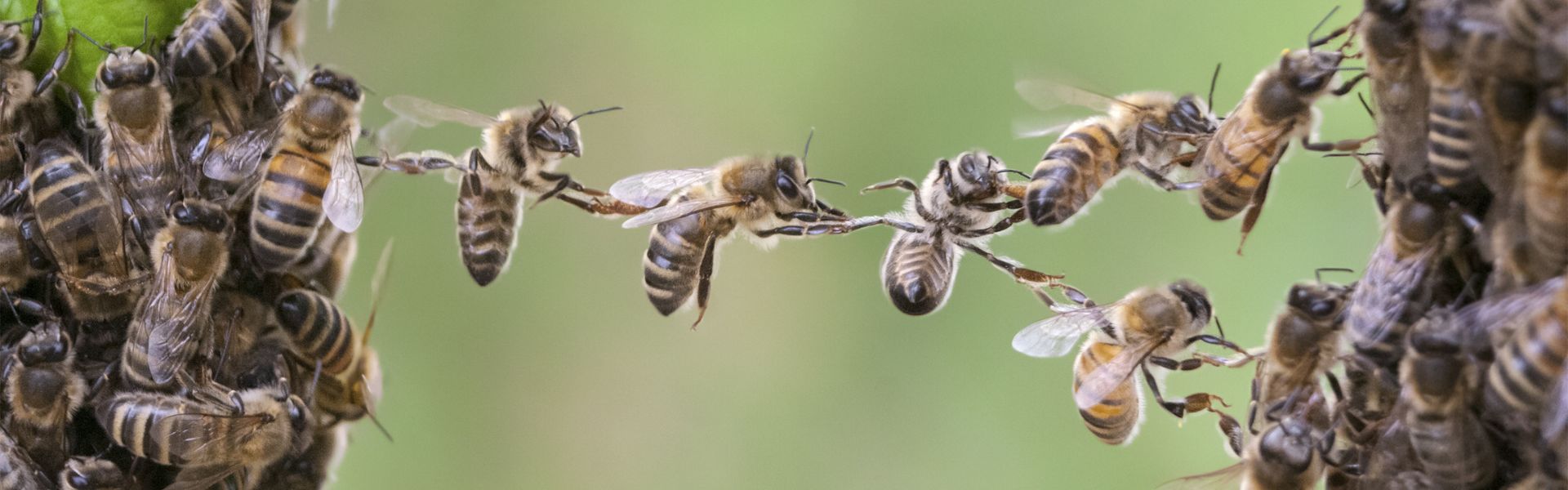 Discover the critical importance of bees in sustaining ecosystems and agriculture, and why protecting them is key to our survival.