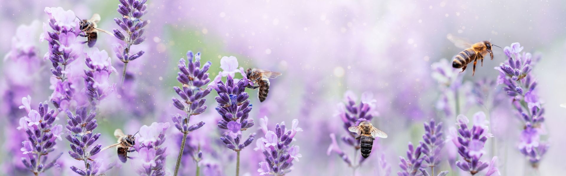 Discover the critical importance of bees in sustaining ecosystems and agriculture, and why protecting them is key to our survival.