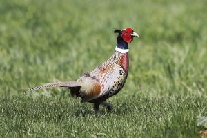 Ring necked pheasant.