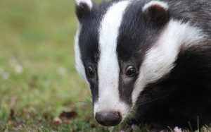 Photo of a badger.