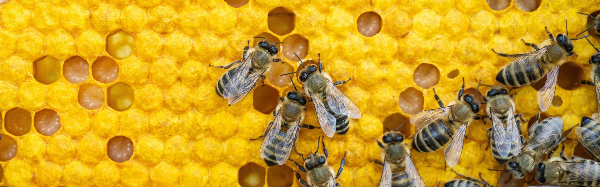 Threats to Bee Populations: Habitat Loss, Pesticides, Climate Change, and Diseases