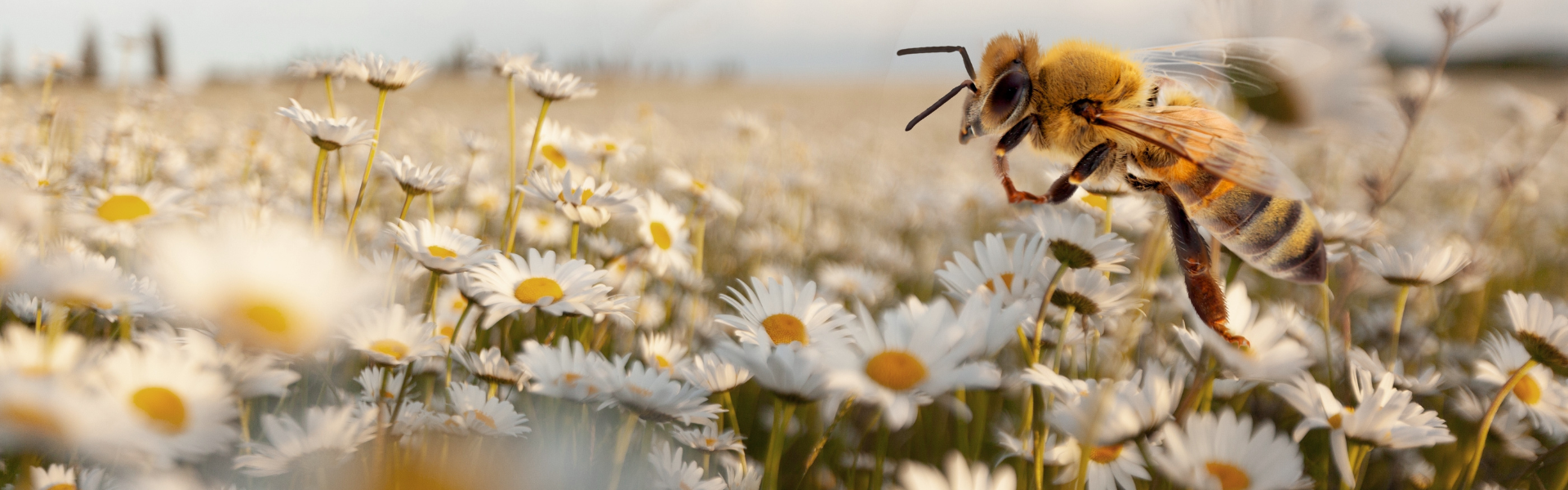 Threats to Bee Populations: Habitat Loss, Pesticides, Climate Change, and Diseases