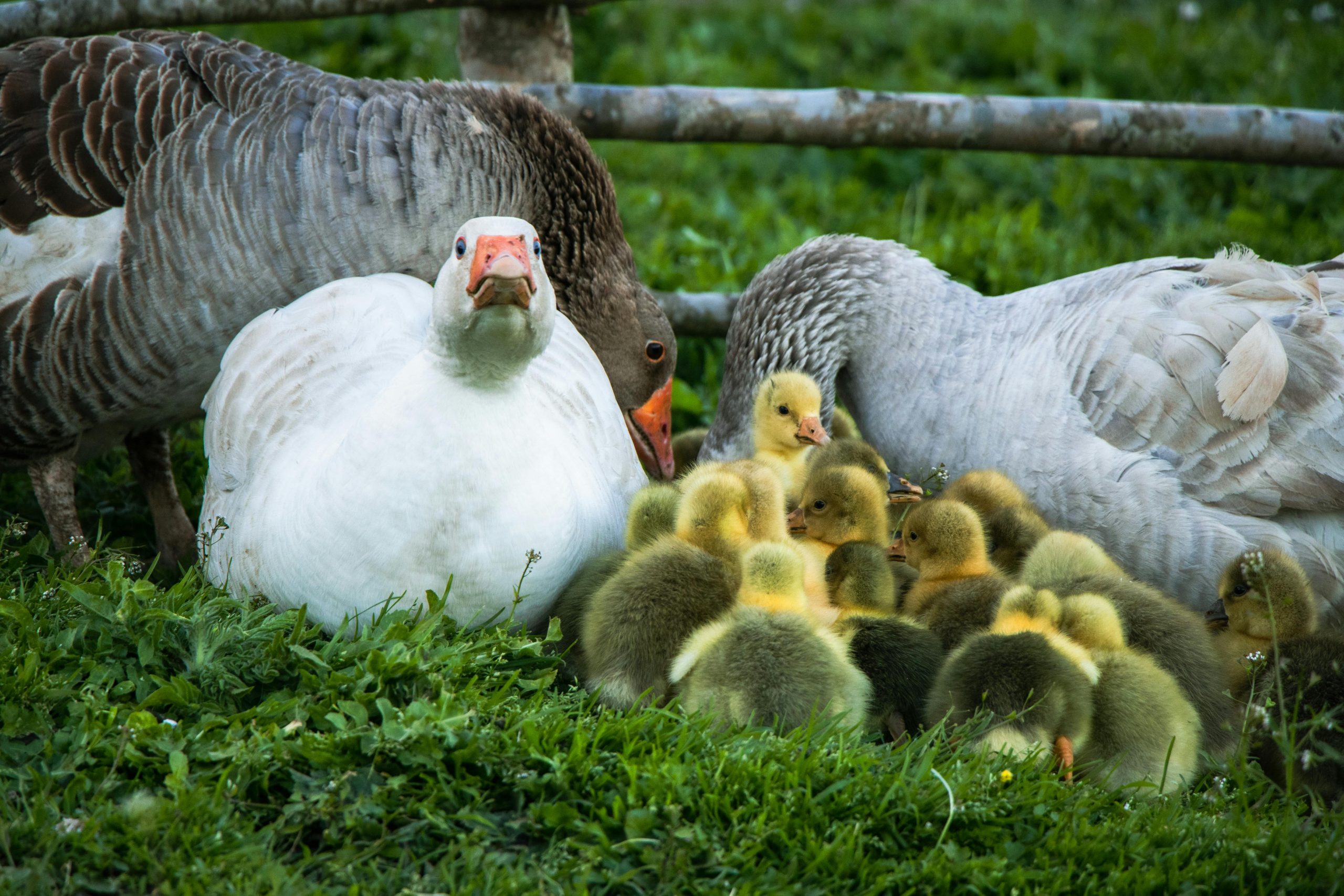 Geese and goslings on the farm. Down