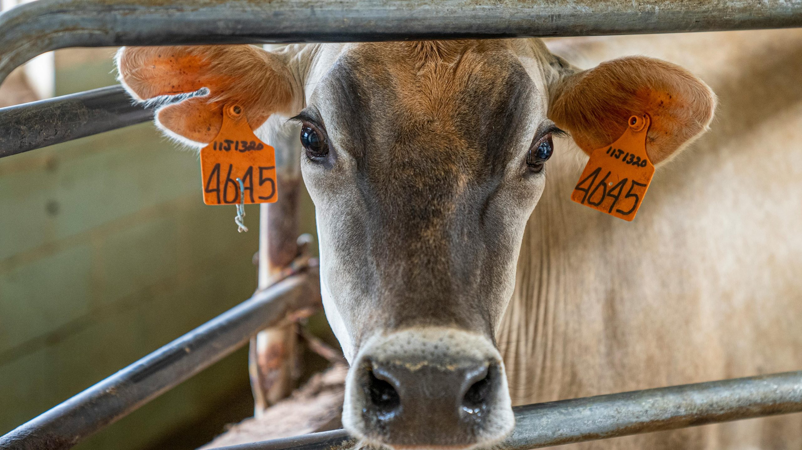 A close-up shot of a cow. Diary, leather
