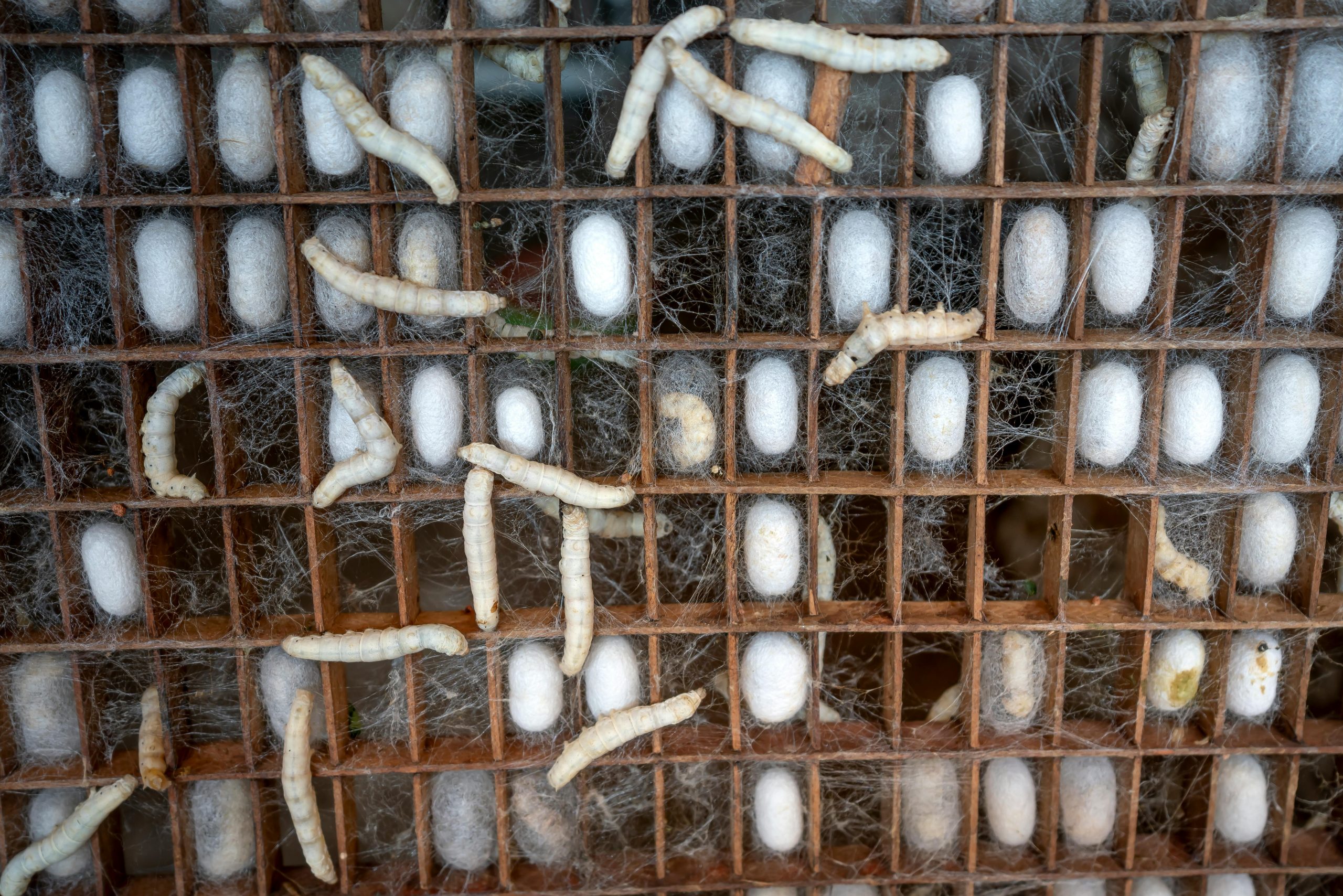 Silk, Silk Worms, larvae of Bombyx mori in factory