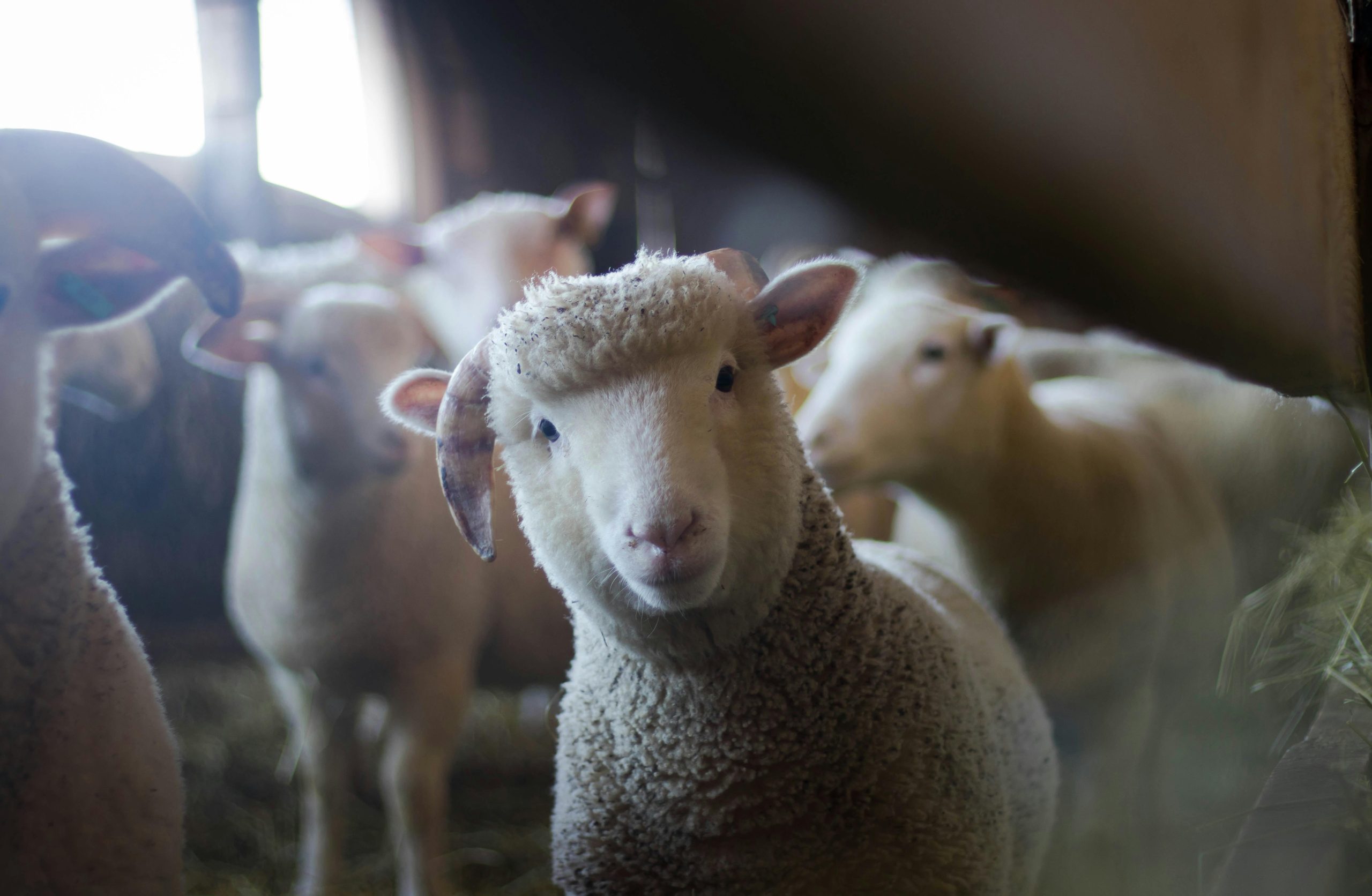 Sheep, wool, fur