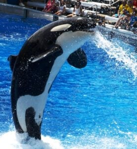 orcas, captive whales in ocean park, dolphinarium