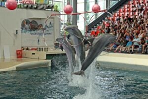 Dolphinarium, people watching dolphins perform