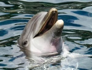 Dolphin head out of water. Dolphin smiling