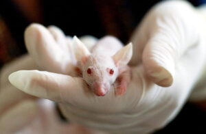 Person holding a white rat