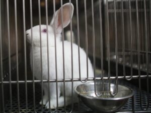 White laboratory rat
